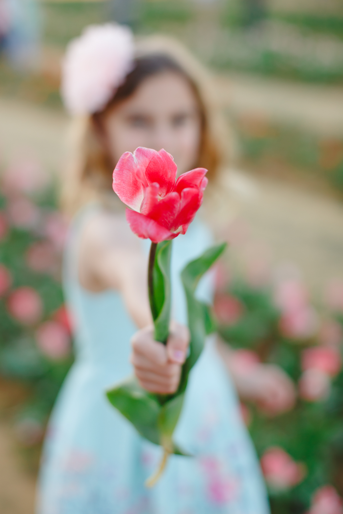 texas tulips photography mini sessions